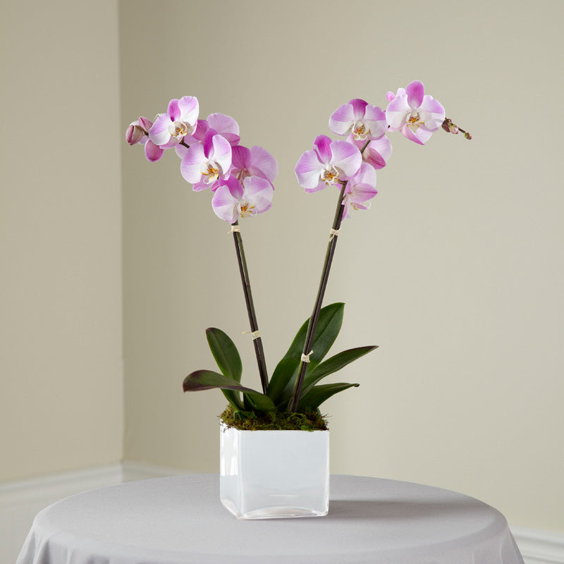 Pink Orchid Planter