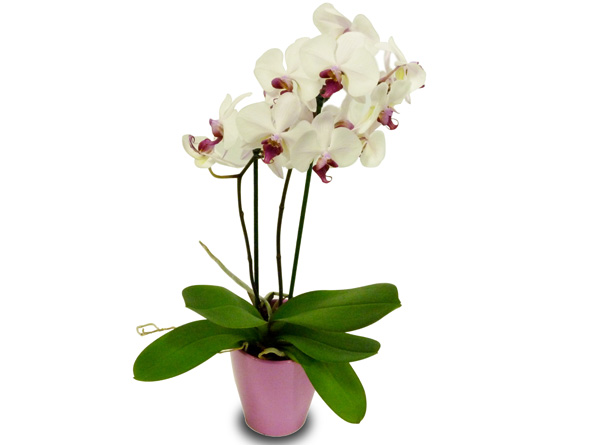 Philonopsis Orchid