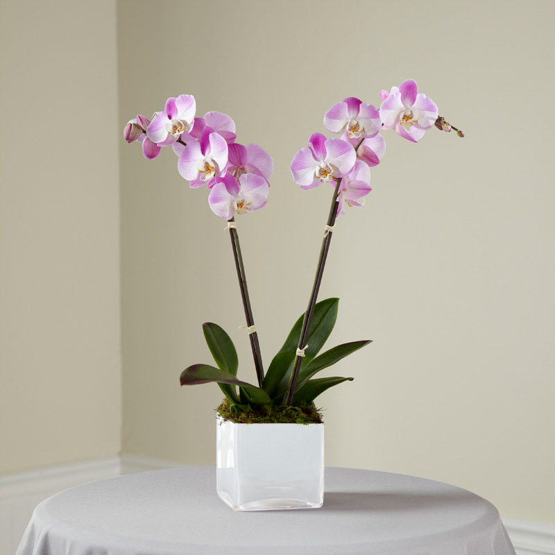  Pink Orchid Planter