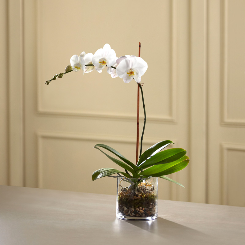  White Orchid Planter